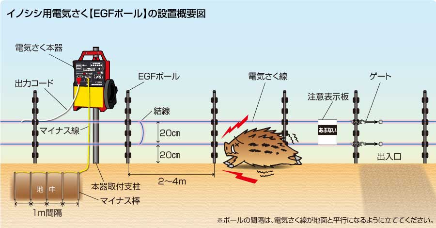 イノシシEGF概要図